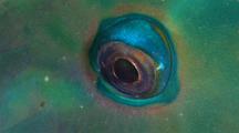 Parrotfish  In Protective Web 'sleeping Bag' Close Up Eye