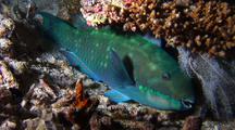 Parrotfish  In Protective Web 'sleeping Bag'