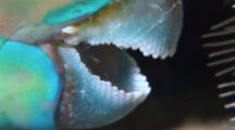 Parrotfish  In Protective Web 'sleeping Bag' Close Up Mouth With Mucus
