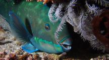 Parrotfish  In Protective Web 'sleeping Bag' 
