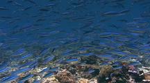 School Sardines Over Reef