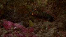 Mantis Shrimp Scampers