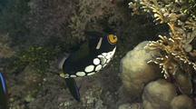 Clown Triggerfish Swims On Reef