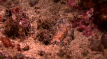 Flatworm Moves Across Reef
