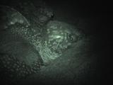 Leatherback Turtle During Nesting
