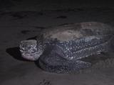 Leatherback Labors Over The Beach