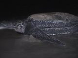 Leatherback Returns To Sea After Nesting