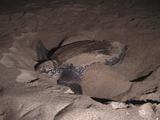 Leatherback Digging Nest