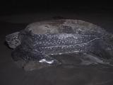Leatherback Returns To Sea After Nesting