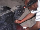 Leatherback Nesting, Laying Eggs, Researcher Taking Blood Sample