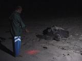 Researcher Guides Leatherback Back To The Sea