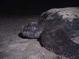 Leatherback Turtle During Nesting, Lumbering Over The Beach