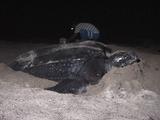 Researcher Takes Blood Sample From Leatherback