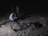 Researcher Takes Skin Sample From Leatherback While Locals Look On  