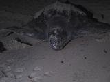 Leatherback Plows Toward Sea (Camera)