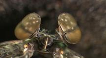 Mantis Shrimp, Detail Compound Eyes