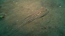 Mimic Octopus Travels Over Sand, Camouflage