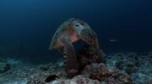 Green Sea Turtle At Cleaning Station