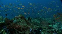 Travel Over Pristine Reef Indonesia