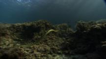 Banded Sea Krait (Sea Snake) Swimming