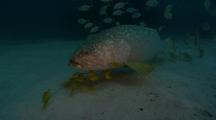 Giant Grouper And Juvenile Golden Trevally