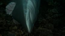 Dead Finned Reef Shark On Bottom Of Sea Bed