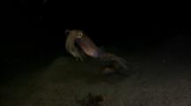 Bigfin Reef Squid Mate