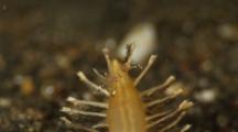 Cleaner Shrimp On Sea Pen