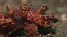 Flamboyant Cuttlefish Stock Footage