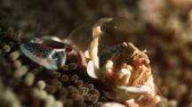 Porcelain Crab Filter Feeding