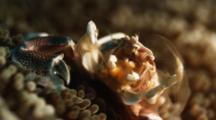 Porcelain Crab Filter Feeding