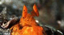Orange Mantis Shrimp Flashing Compound Eyes