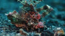 Ambon Scorpionfish