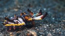 Flamboyant Cuttlefish Flashing