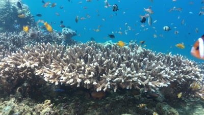 Underwater Coral Reef Video Decor Lock Shot