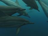 Dolphins Enter, Pass Camera