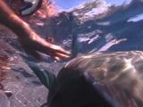 Large Wrasse Takes Food From Boat