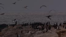 Seagulls And Cormorants On Rocks At Dusk