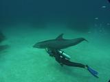 Diver Taking Dolphin Riide
