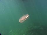 Jellyfish Swimming Under Boat