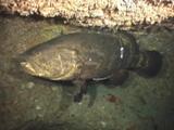 Goliath Grouper, Jewfish Under Coral Overhang