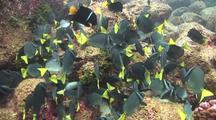 Yellowtail Surgeonfish Eating
