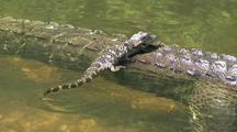 Alligator Mother & Babies