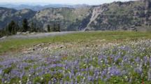 WA, Goat Rocks Wilderness, Subalpine lupine wildflower meadow with Goat Rocks