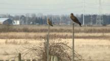 Canada, British Columbia, Boundary Bay, Northern Harrier female (Circus cyaneus) and a Short Eared Owl (Asio flammeus)