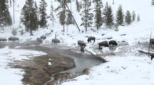 Bison Herd On The Move In Thermal Area In Winter In Yellowstone National Park, Wyoming, USA