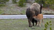 WY, Yellowstone National Park, Bison Mother And Nursing Calf, Bison Bison