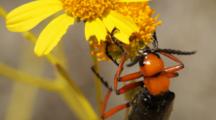 Blister Beetle Eating Brittlebrush Flowers In Joshua Tree National Park, CA
