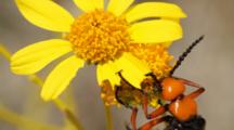Blister Beetle Eating Brittlebrush Flowers In Joshua Tree National Park, CA