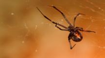 Black Widow Spider At Night, Los Angeles, CA